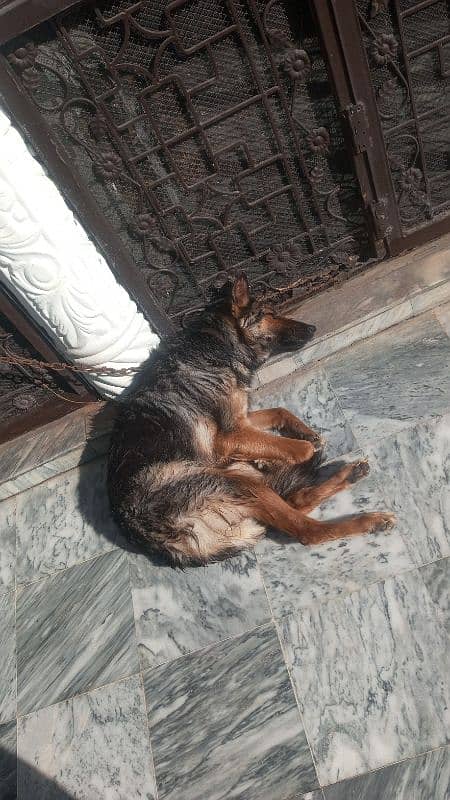 german alstion mix  female age 8 month urgent sale 0