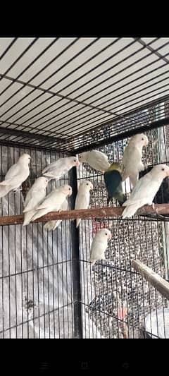 Love Bird Albino Red Eyes 1.5 Year Age