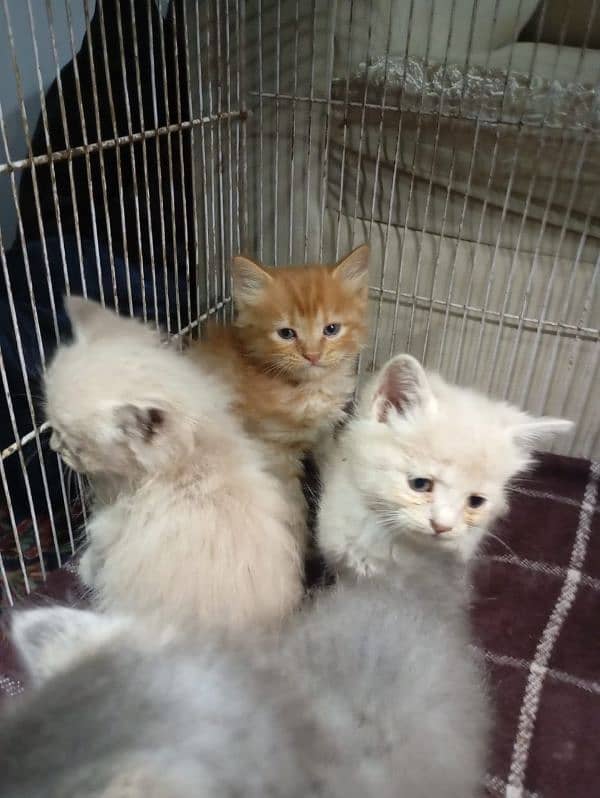 triple coated kitten 2