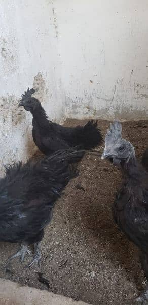 Ayam cemani black tongue Indonesian pairs 0