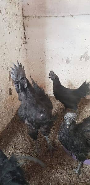 Ayam cemani black tongue Indonesian pairs 1