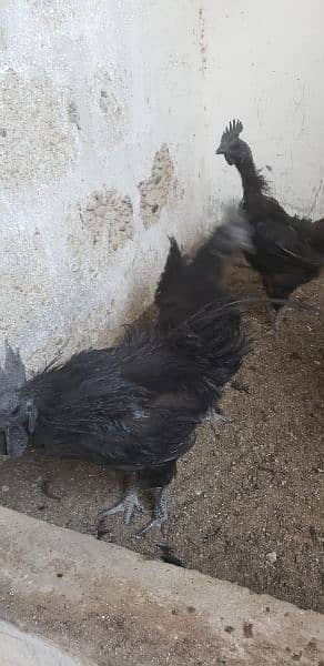 Ayam cemani black tongue Indonesian pairs 2