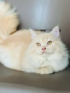 long coat Persian