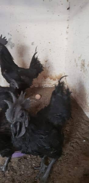 Ayam cemani black tongue Indonesian pairs 4