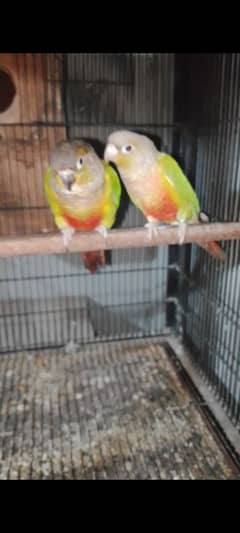 pineapple+yellow sider cnour breeder pair