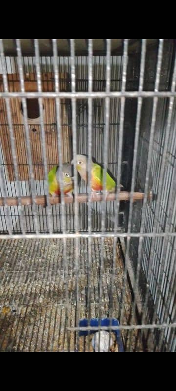 pineapple+yellow sider cnour breeder pair 1