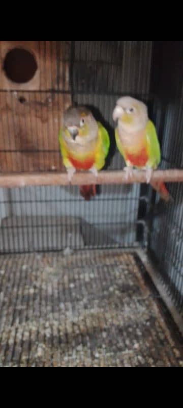 pineapple+yellow sider cnour breeder pair 2