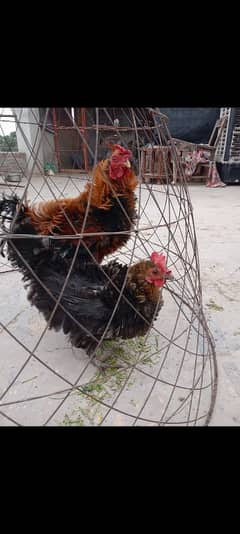 frizzle hen pair