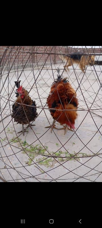 frizzle hen pair 2