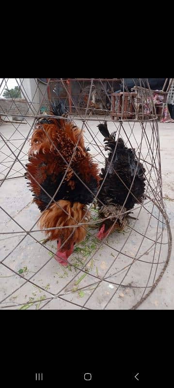 frizzle hen pair 4