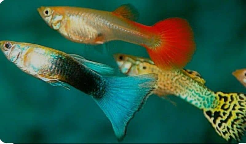 Guppy Fish attractive colors delivery available 0