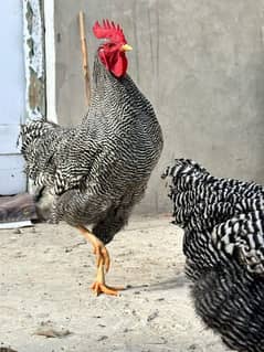 Plymouth rock full heritage A plus quality eggs or eggs for sale