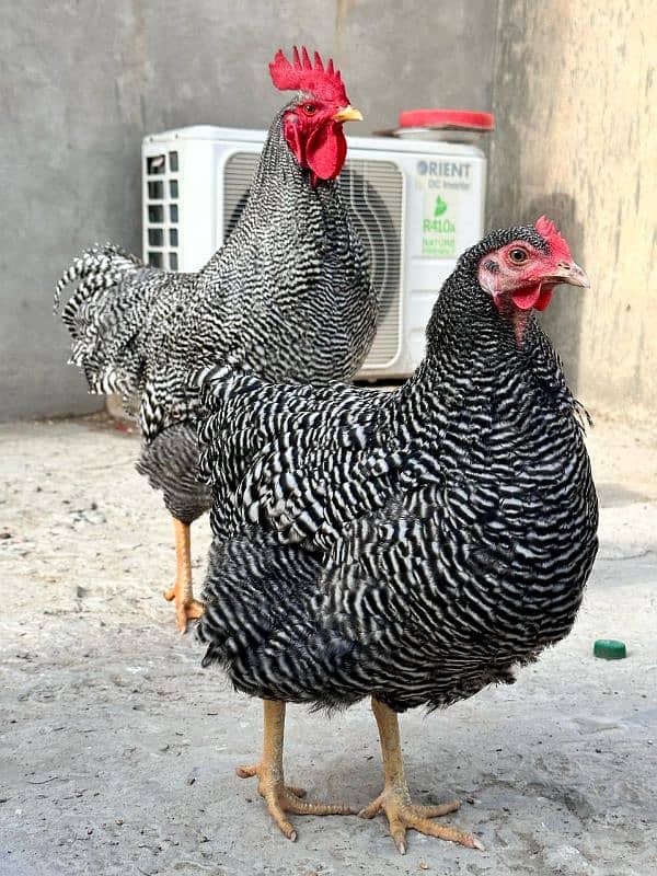 Plymouth rock full heritage A plus quality eggs or eggs for sale 3