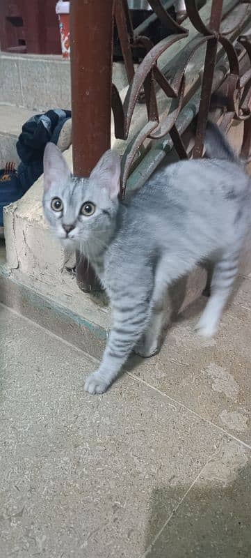 Egyptian meow playful litter trained for adoption 2