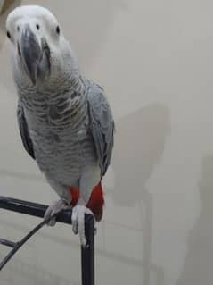 1 year old African grey parrot