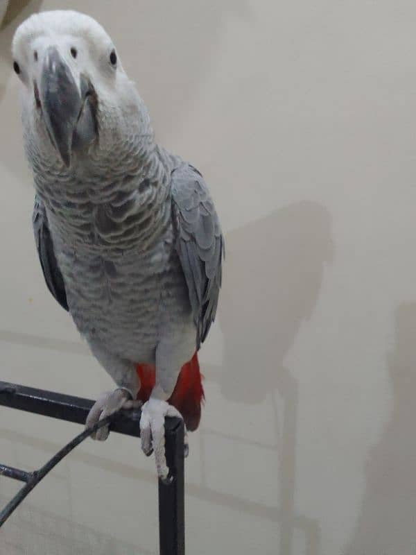 1 year old African grey parrot 0