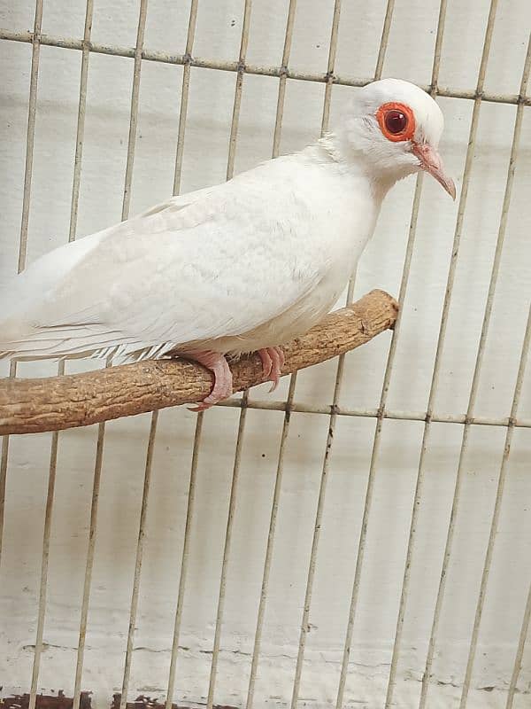 snow white red eye female breeder 3