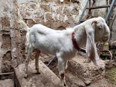 rajanpuri goat