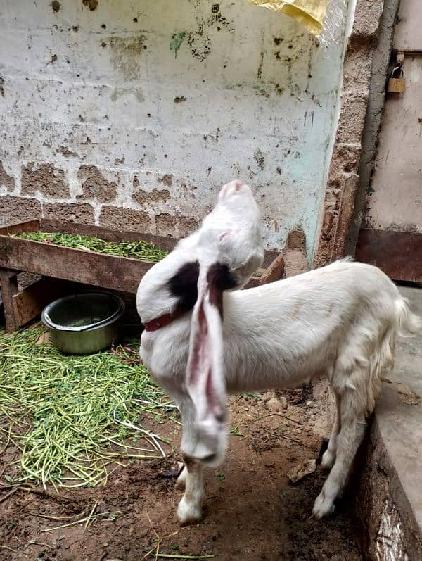 rajanpuri goat 4