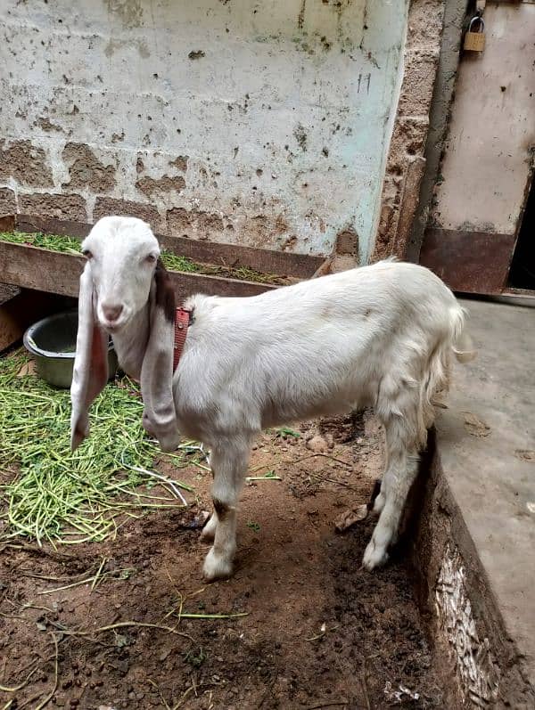 rajanpuri goat 5