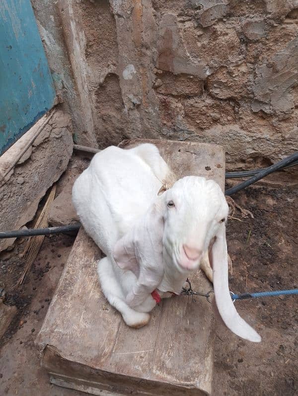 rajanpuri goat 6