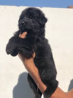 black German Shepherd puppies available for sale