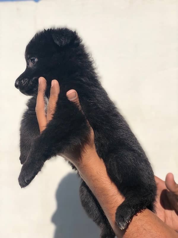 black German Shepherd puppies available for sale 1