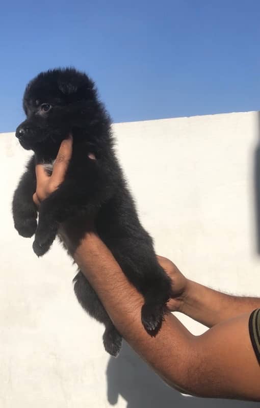 black German Shepherd puppies available for sale 2