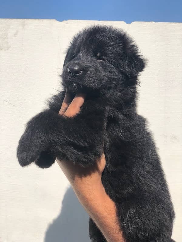 black German Shepherd puppies available for sale 3