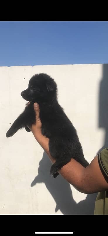 black German Shepherd puppies available for sale 4