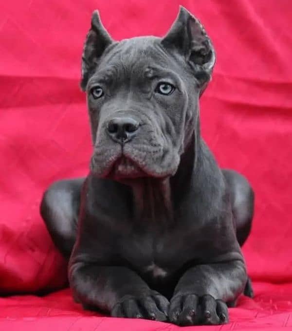 cane corso puppies available FCi 0