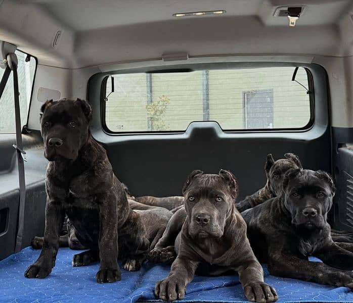 cane corso puppies available FCi 1