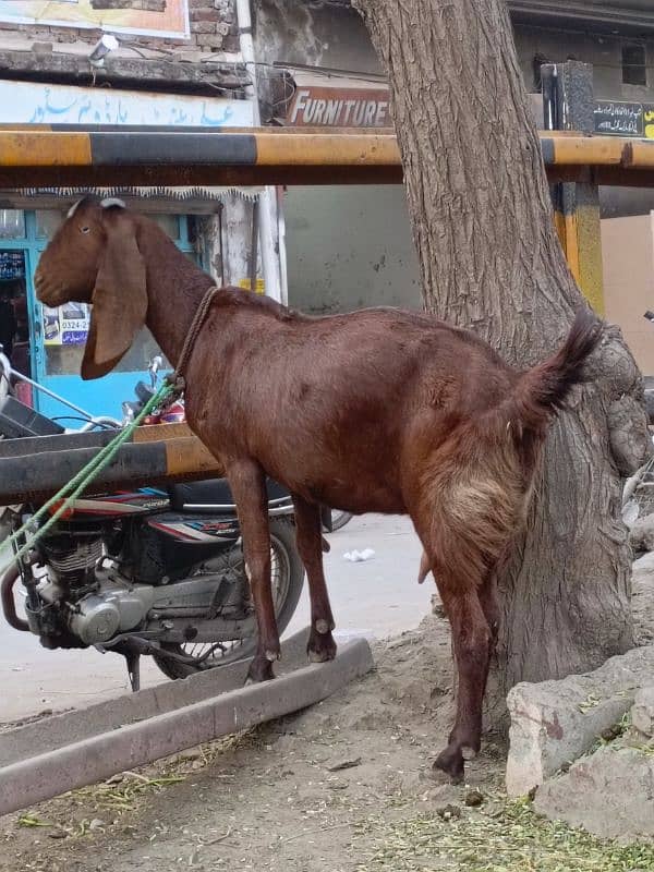 Doodh wali bakri for sale 0