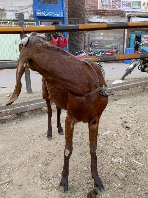 Doodh wali bakri for sale 1