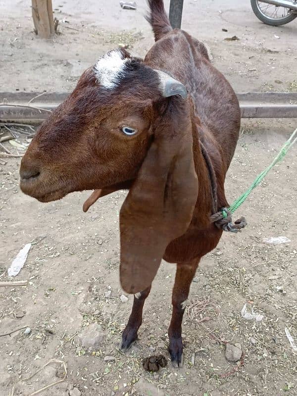 Doodh wali bakri for sale 2