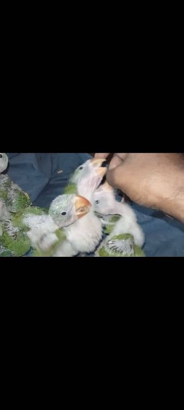 raw parrot kashmiri pahari 0