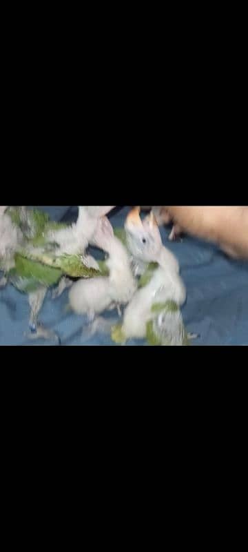 raw parrot kashmiri pahari 1