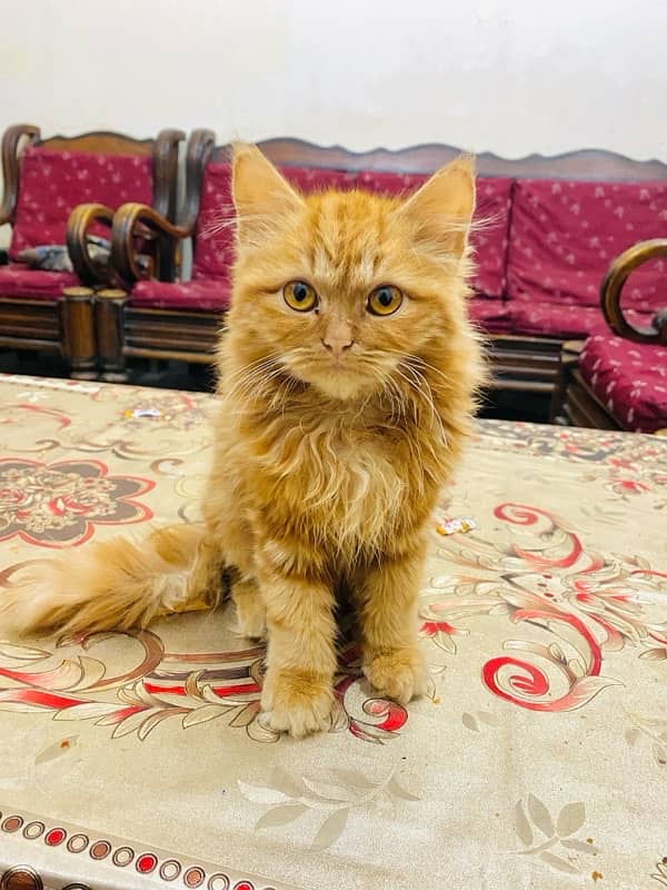 persian cat 0