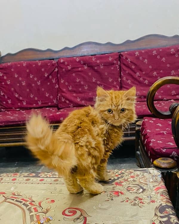 persian cat 1