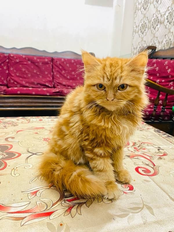 persian cat 2