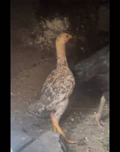 shamo male chick for sale