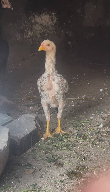 shamo male chick for sale 1