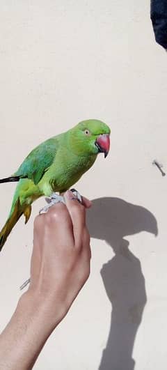 hand tamed talking parrot