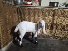 Dasi Bakra age 2 months