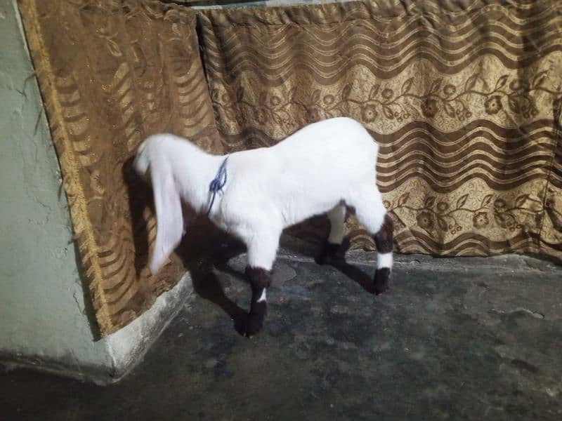 Dasi Bakra age 2 months 1