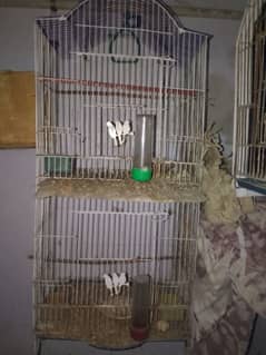 cage with white java pair