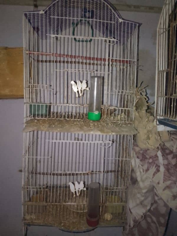 cage with white java pair 0