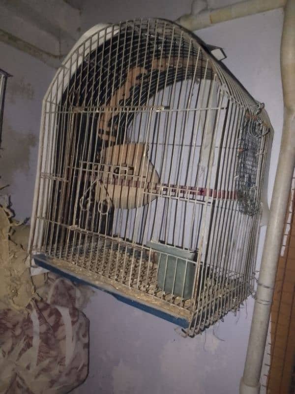 cage with white java pair 1