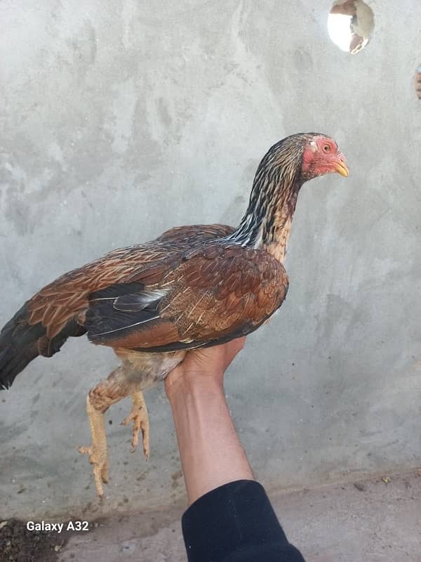 sindhi aseel murgi with chicks 1