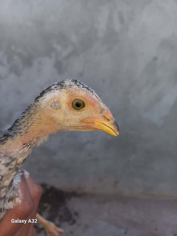 sindhi aseel murgi with chicks 2